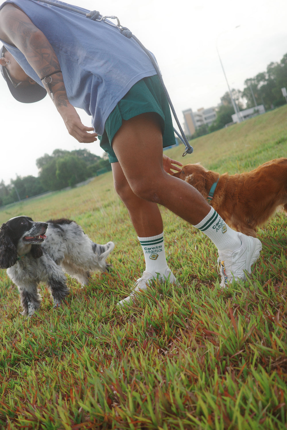 Person playing with two dogs in a grassy field